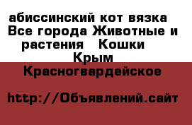 абиссинский кот вязка - Все города Животные и растения » Кошки   . Крым,Красногвардейское